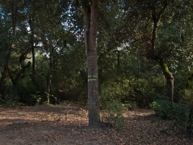 https://www.pedroarroyo.es/files/gimgs/th-49_49_49hitos17.jpg